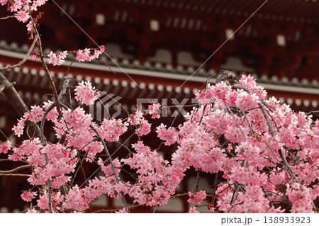 満開の桜と浅草寺宝蔵門 東京の観光地 満開の桜と浅草寺宝蔵門 東京の観光地 138933923