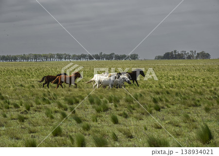 Herd of horses in the coutryside, La Pampa province, Patagonia, Argentina. Herd of horses in the coutryside, La Pampa province, Patagonia, Argentina. 138934021