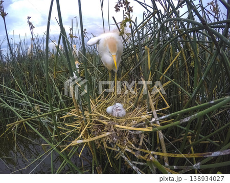 Cattle Egret, Bubulcus ibis, nesting, La Pampa Province, Patagonia, Argentina 138934027
