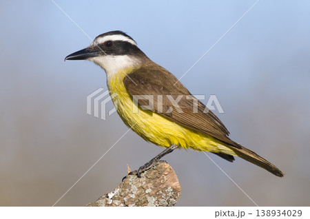 Great Kiskadee,  Pitangus sulphuratus, Calden forest, La Pampa, Argentina 138934029