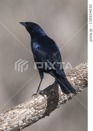 Shiny Cowbird, Molothrus bonariensis, Calden Forestenvironment, La Pampa, Argentina Shiny Cowbird, Molothrus bonariensis, Calden Forestenvironment, La Pampa, Argentina 138934030