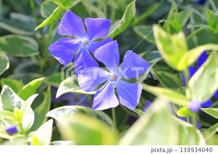 斑入蔓日々草（フイリツルニチニチソウ）　 138934040