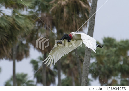 Jabiru Stork, in a marsh environment 138934078