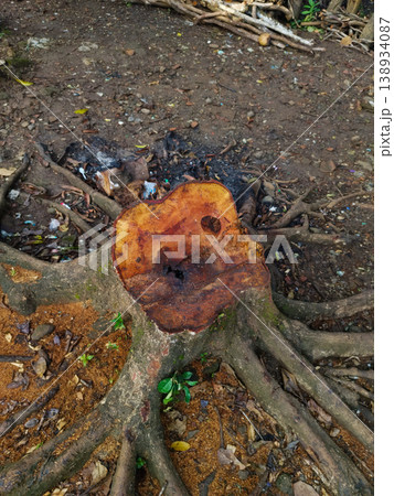 Top view of freshly cut tree stump with exposed roots and smooth orange wood texture surrounded by sawdust on dirt ground for logging and deforestation themes 138934087