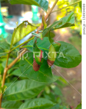 Close up of green plant leaves curled into tubes with brown dried tips and water droplets, featuring wet smooth textures, for botany and agriculture pest themes 138934089