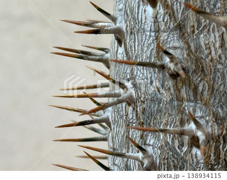 Thorny cactus spike close-up showing detailed texture and pattern, ideal for nature background 138934115