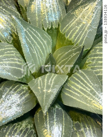 Haworthia plant with textured green leaves forming a symmetrical rosette pattern, suitable for background Haworthia plant with textured green leaves forming a symmetrical rosette pattern, suitable for background 138934116