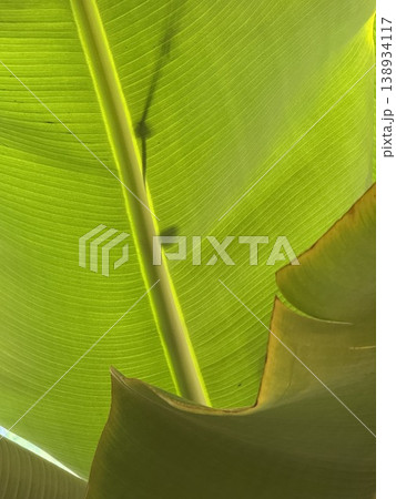 Green banana leaf texture with natural light showing veins and shadows, suitable as background Green banana leaf texture with natural light showing veins and shadows, suitable as background 138934117
