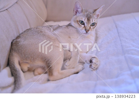 にゃんたま丸出しでソファーの上でリラックスしているシンガプーラ猫 138934223