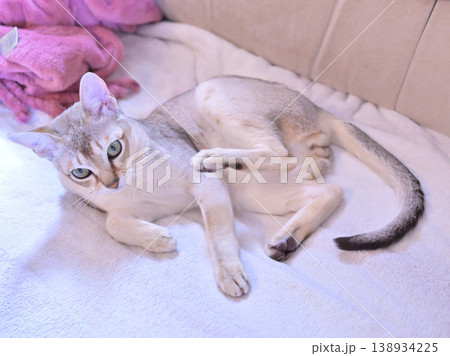 にゃんたま丸出しで足で首を掻いた後のシンガプーラ猫 138934225