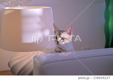 ランプシェードの横から顔を出したているシンガプーラ猫4 138934227