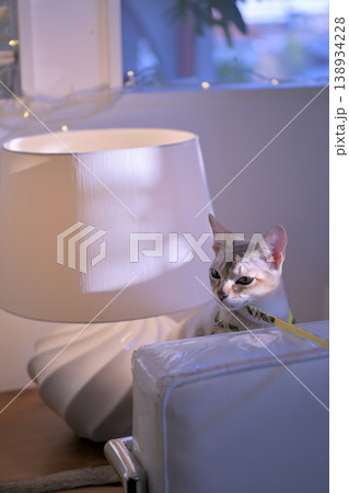 ランプシェードの横から顔を出したているシンガプーラ猫5 ランプシェードの横から顔を出したているシンガプーラ猫5 138934228