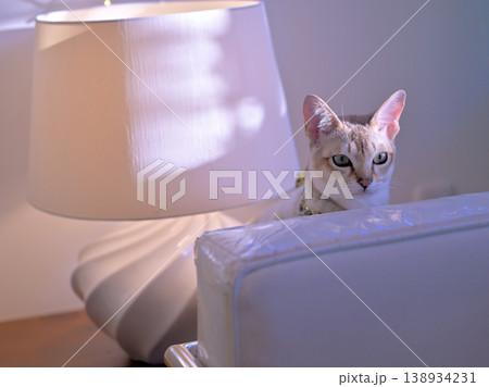 ランプシェードの横から顔を出したているシンガプーラ猫1 138934231