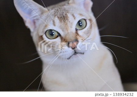若いのオスのシンガプーラ猫の顔のアップ 若いのオスのシンガプーラ猫の顔のアップ 138934232