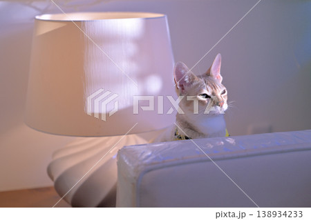 ランプシェードの横から顔を出したているシンガプーラ猫2 ランプシェードの横から顔を出したているシンガプーラ猫2 138934233