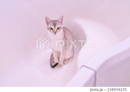 バスルームで澄まして座っているシンガプーラ猫 138934235