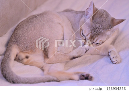 にゃんたま丸出しで足先のお手入れをしているシンガプーラ猫1 にゃんたま丸出しで足先のお手入れをしているシンガプーラ猫1 138934238