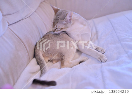 ベッドの上で毛繕いしているシンガプーラ猫1 ベッドの上で毛繕いしているシンガプーラ猫1 138934239