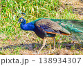 境内に舞い降りた極彩色の孔雀 138934307