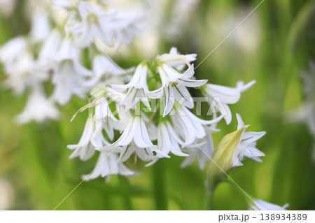 白い三角葱（ミツカドネギ） or  アリウム・トリケトラム 138934389