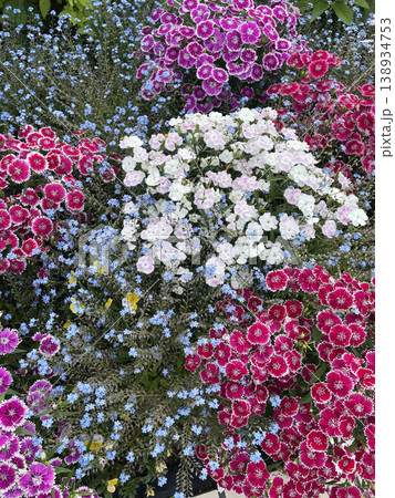 色とりどりのナデシコとワスレナグサの花壇 春のガーデン風景 色とりどりのナデシコとワスレナグサの花壇 春のガーデン風景 138934753