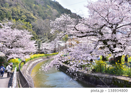 京都・山科疎水安珠橋の桜と菜の花の春風景 京都・山科疎水安珠橋の桜と菜の花の春風景 138934800