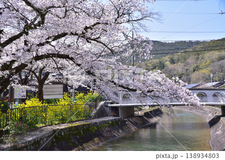 京都・山科疎水安珠橋の桜と菜の花の春風景 138934803