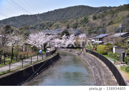 京都・山科疎水安珠橋の西側の桜風景 138934805