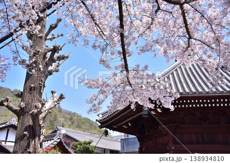 京都山科・六角堂の桜 138934810