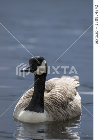 Canada goose swimming on calm water 138934842