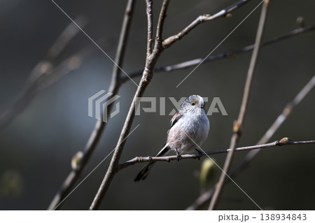 Long-tailed tit perched in a pool of sunlight 138934843