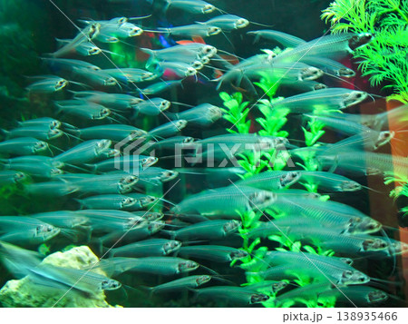 School of Transparent Glass Catfish Swimming in a Freshwater Aquarium School of Transparent Glass Catfish Swimming in a Freshwater Aquarium 138935466