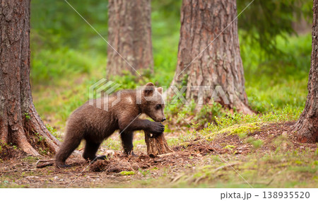 Young brown bear cub playing with a tree stump Young brown bear cub playing with a tree stump 138935520