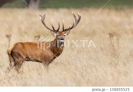 Red deer stag roaring during rutting season in autumn 138935525