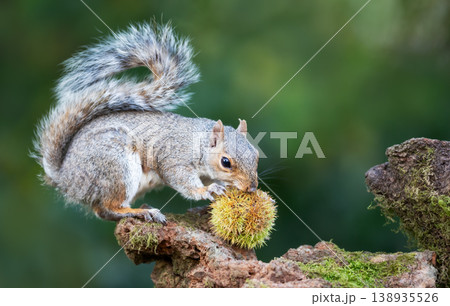 Grey squirrel eating chestnut while sitting on tree stump surrounded by spiky chestnut burrs Grey squirrel eating chestnut while sitting on tree stump surrounded by spiky chestnut burrs 138935526