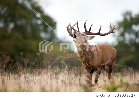 Red deer stag roaring during rutting season in autumn Red deer stag roaring during rutting season in autumn 138935527