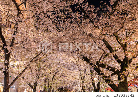 京都の祇園白川の桜ライトアップ (京都府京都市東山区) 138935542