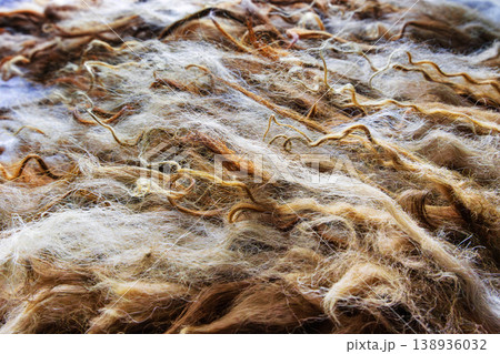Spaelsau sheep wool locks prepared for wet felting with water droplets close up 138936032