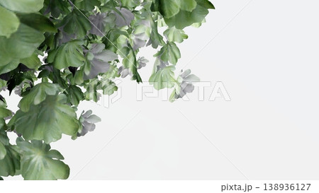 Green tree branches with leaves isolated on white background 138936127