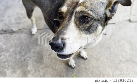 Top view of a leashed dog standing outdoor, looking around and reacting to nearby activity. The image conveys realism, spontaneity, and the natural behavior of a pet in an open environment 138936218