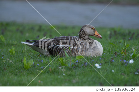 Greylag goose grazing on green meadow 138936324
