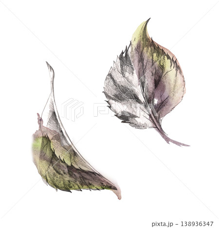Set of tree, berry bush, shrub leaves. Grape, hydrangea, linden or viburnum botanical elements study. Isolated plant illustration hand drawn in pencil sketch detail and soft watercolor gradients. 138936347