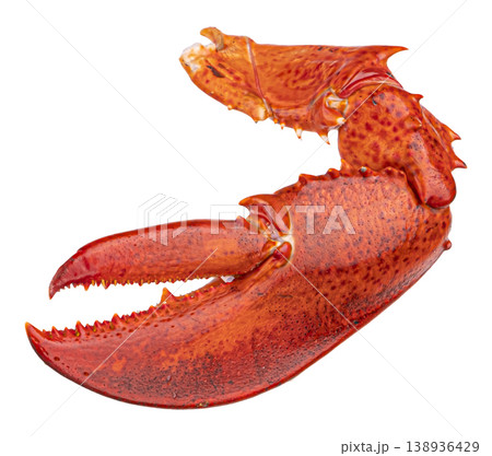 Red lobster claw isolated on white background Red lobster claw isolated on white background 138936429