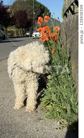 Curious Dog Sniffing Bright Flowers on the Street 138936509