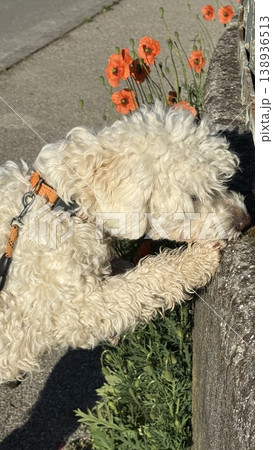 Curious Dog Sniffs Wall Near Vibrant Poppies Curious Dog Sniffs Wall Near Vibrant Poppies 138936513