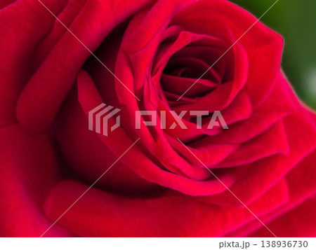 Close-up Texture of a Deep Red Rose Petal 138936730