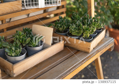 Assorted Green Succulents Displayed on Rustic Wooden Shelf 138937115