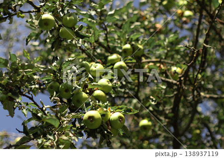 Fresh Green Apples Hanging on an Orchard Tree Fresh Green Apples Hanging on an Orchard Tree 138937119