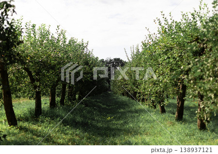 Vibrant Green Orchard Rows Creating a Serene Natural Pathway 138937121