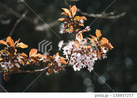 Pink white cherry blossom flowers on a branch, standing out against a blurred background for a soft spring detail. 138937257